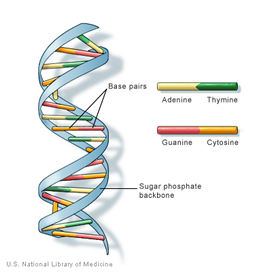DNA double helix diagram